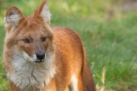 Portrait of a Dhole also known as a Red Dog or an Asian Wild Dog