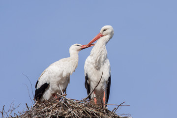 Stork couple cleaning each other
