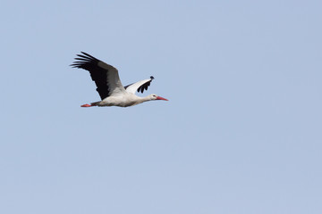 A flying stork