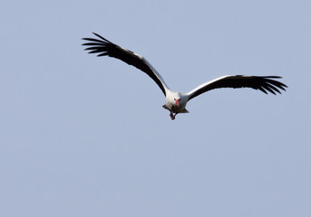 Stork flying towards the viewer