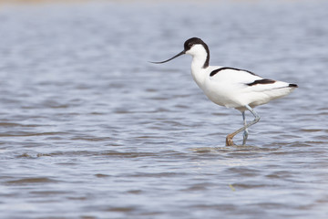 Pied avocet ( Recurvirostra avosetta ) walking in water