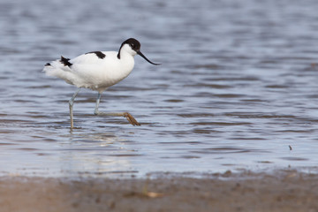 Pied avocet ( Recurvirostra avosetta ) walking to the shore