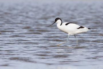 Pied avocet ( Recurvirostra avosetta ) foraging in water