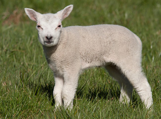 Naklejka na ściany i meble Little lamb in a field