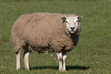 Sheep standing in a meadow