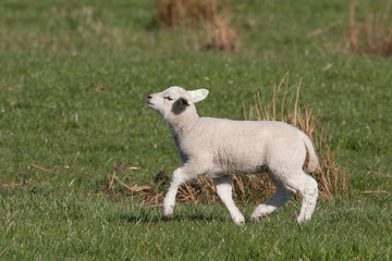 Little lamb walking with its chin up high