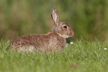 Naklejka na ściany i meble European wild rabbit laying in a grass field