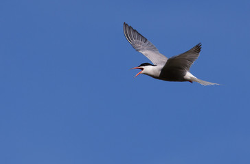 Common Tern flying with open beak