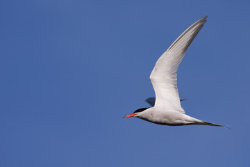 Common Tern in flight
