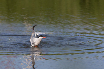 Common Tern leaving the water