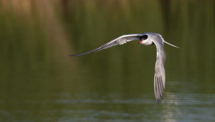 Common Tern flying