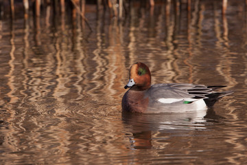 Male Wigeon (Anas penelope, previously Mareca penelope)