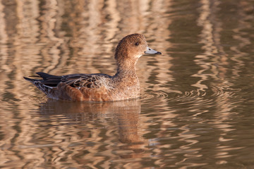 Female Wigeon (Anas penelope, previously Mareca penelope)