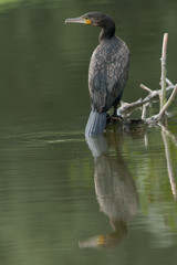 Cormorant sitting on a log in the water