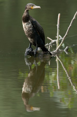 Cormorant sitting on a log in the water
