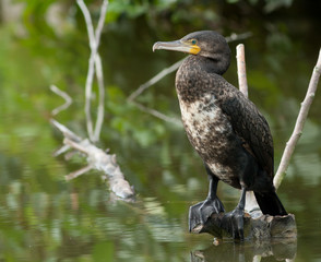 Cormorant sitting on a log in the water