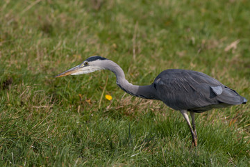 Grey Heron hunting in a field