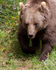 Obraz na płótnie Canvas closeup of a brown bear