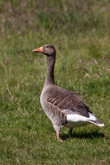 Greylag goose