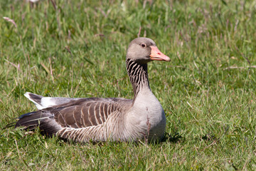 Greylag goose laying in a field