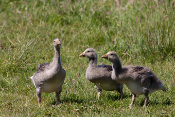 Greylag goose chicks