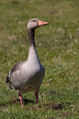 Greylag goose