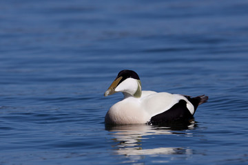 Male eider in a lake