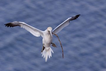Gannet with nesting material in its beak
