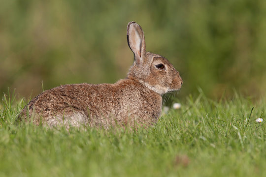 European wild rabbit laying in a grass field