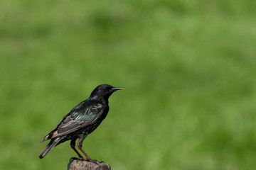 Starling on a post
