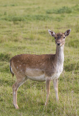 Doe in the meadow front view