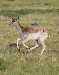 Doe running across the meadow