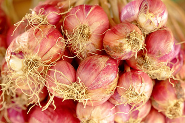 Shallot for storage and distribution