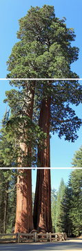 triptyque vertical sur for&ecirc;t de s&eacute;quoias g&eacute;ants