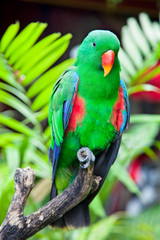 Great-billed Parrot  in nature surrounding