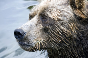 Portrait of a Brown bear