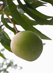 Green mango tree