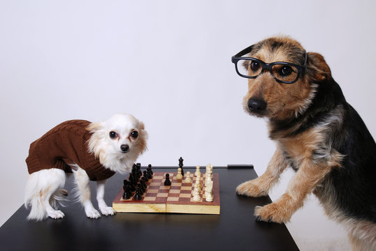 Mix Hunde
