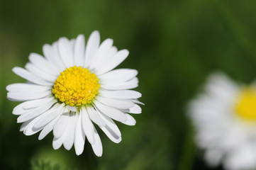 Fototapeta premium daisy 14
