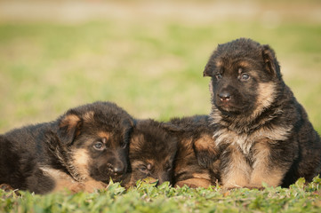 Fototapeta na wymiar German shepherd puppies