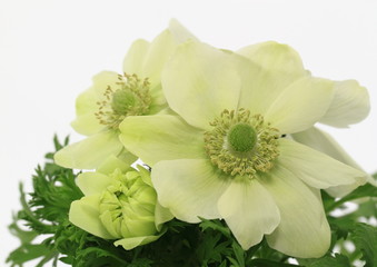 アネモネAnemone