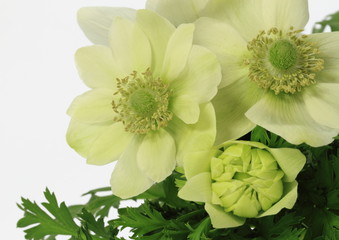 アネモネAnemone