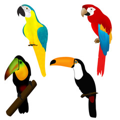 Parrots and tukans, birds of Africa