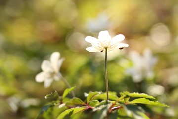 Anemonen mit Käfern