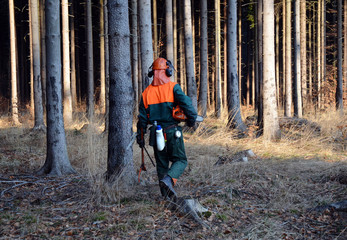 Fototapeta premium Woodcutter walking in forest