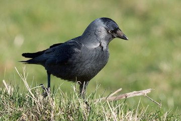 Side view of a western jackdaw, crow family bird