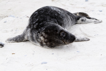 Kegelrobbe am Strand der Helgoländer Düne