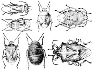 Collection of vector insects