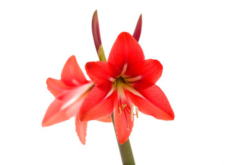 Red Amaryllis flower on white background