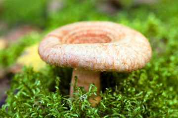 wood mushroom